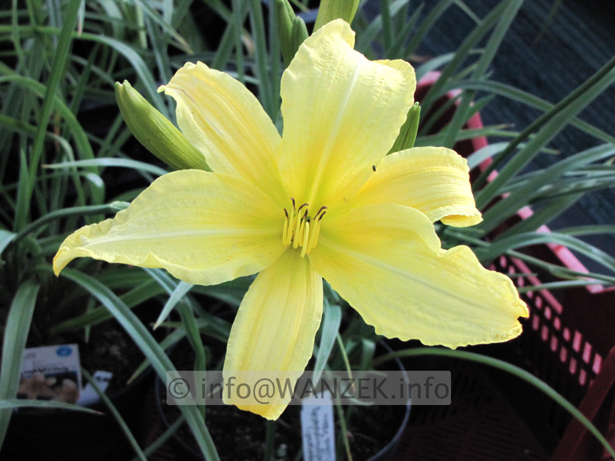 Hemerocallis Hyperion - hoch gelb duftend 2.JPG